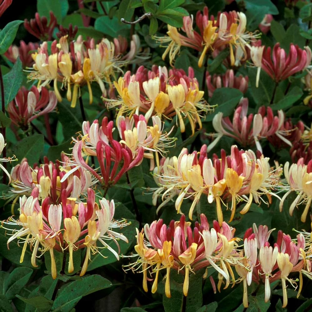 Fragrant Pink Yellow Climbing Honeysuckle Plant Live Vine, Lonicera Perennial Honeysuckle Plants 5 to 9 Inches Tall