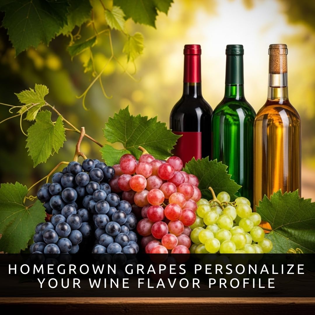 9 Live Grape Vine Seedlings – Concord (Purple), White, and Red Grapes – 3 of Each Variety – Easy to Grow Fruit Plants for Garden, Vineyard, Trellis, or Fence
