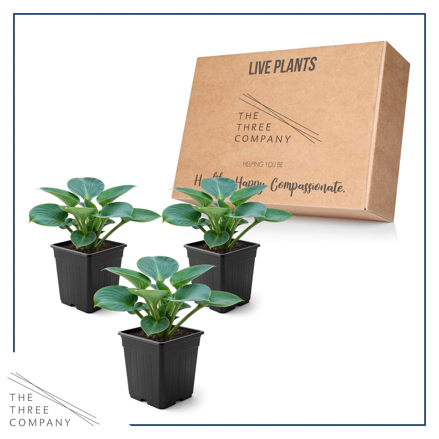 Live Perennial Hosta - Blue Mouse Ears (3 Plants Per Pack) Beautiful Accent Plant, 10" Tall by 4" Wide in 1 Qt Pot
