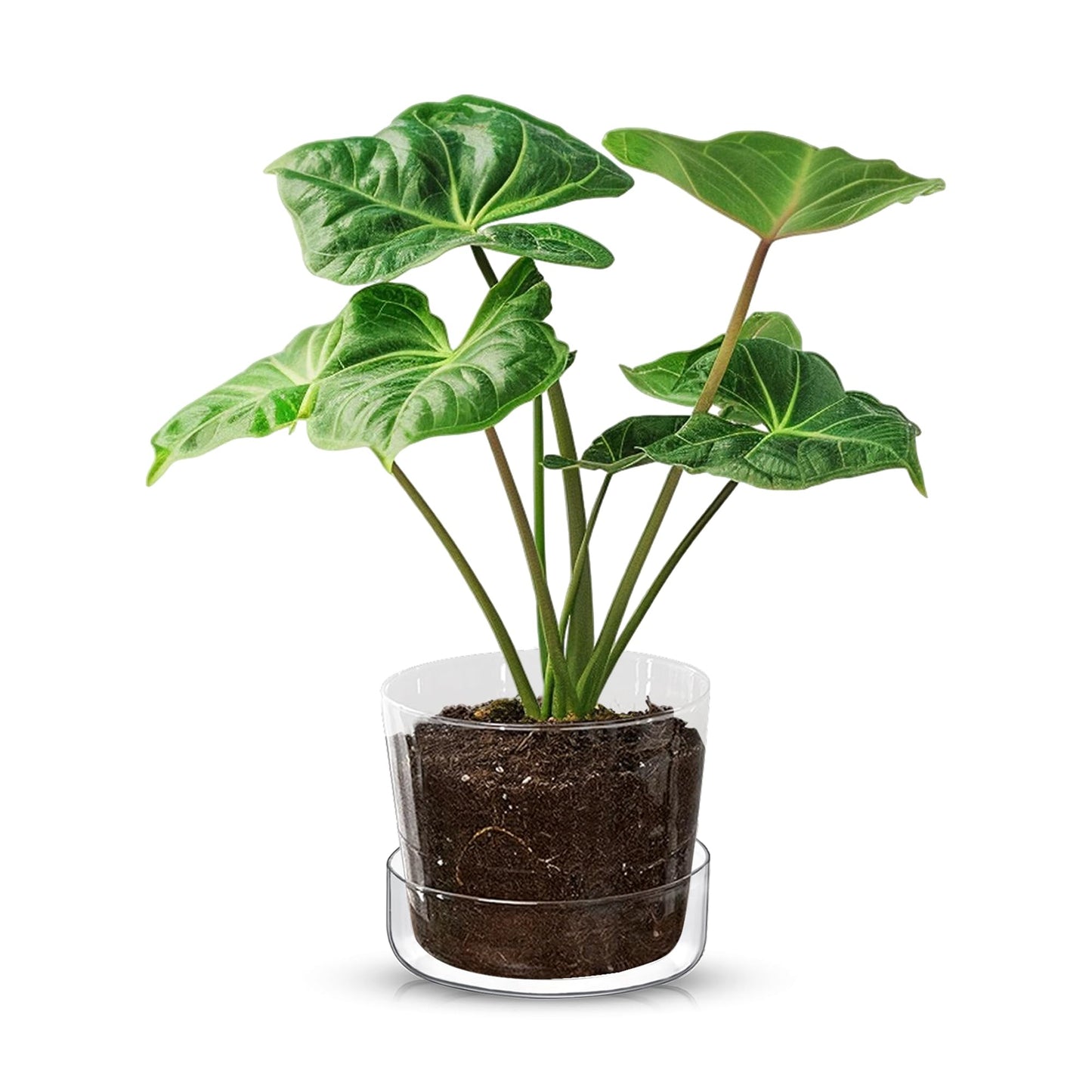 SHEER POTS Sheer Glass Pot Planter with Drainage Holes & Tray - Decorative & Modern for All House Plants (4 Inches)