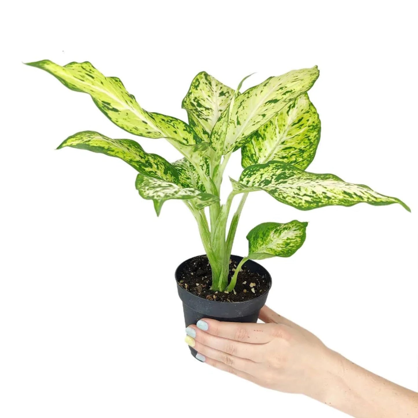 Dieffenbachia 'Dumb Cane' Live Indoor Houseplant, Variegated Green and White Tropical Foliage (Small Ceramic)