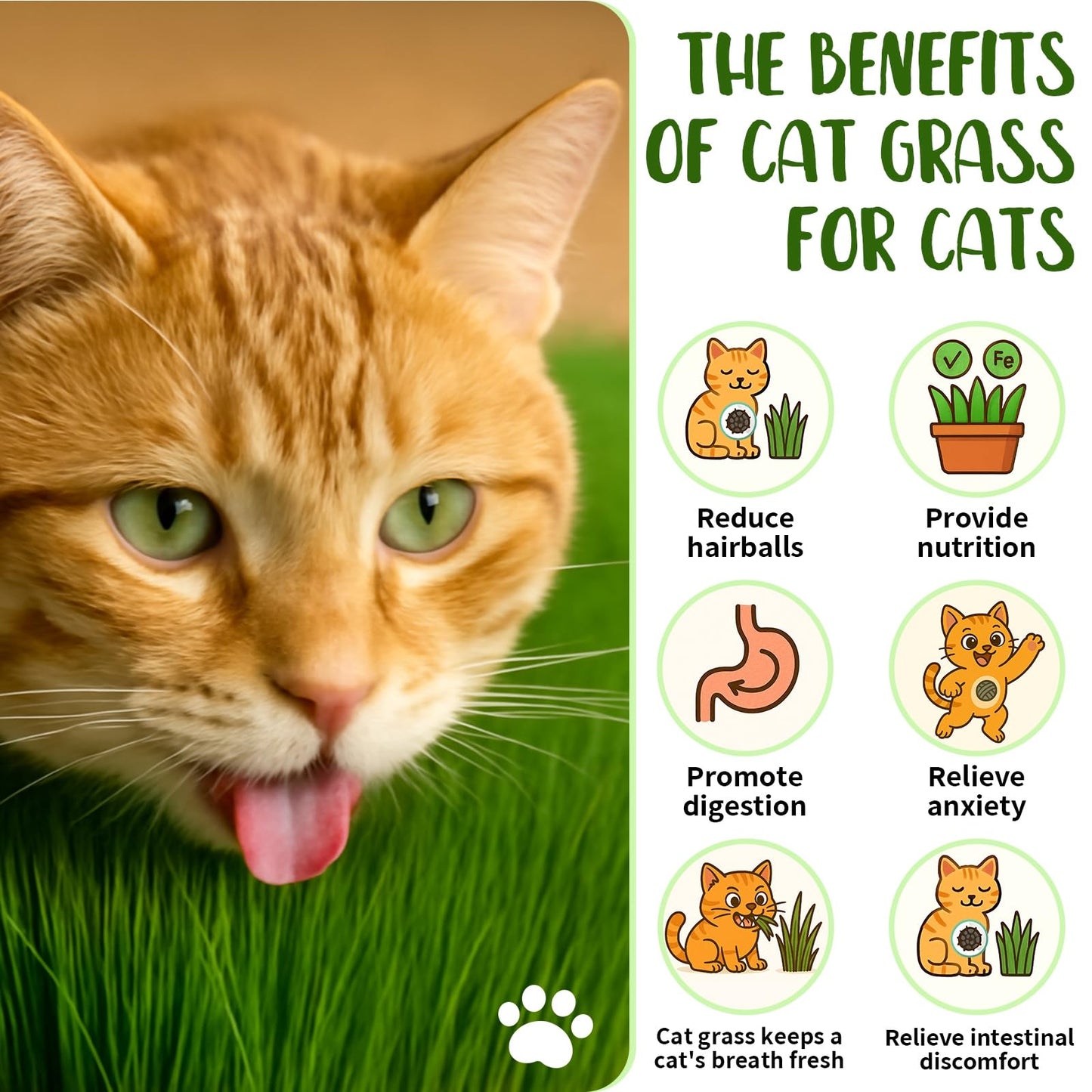 5Pack Cat Grass Seeds Kit - Cat Grass Seeds Growing Set for Indoor Cats, Non GMO Wheat Seed, Nutrient Soil & Planting Tools, Quick Germination, Perfect for Beginners