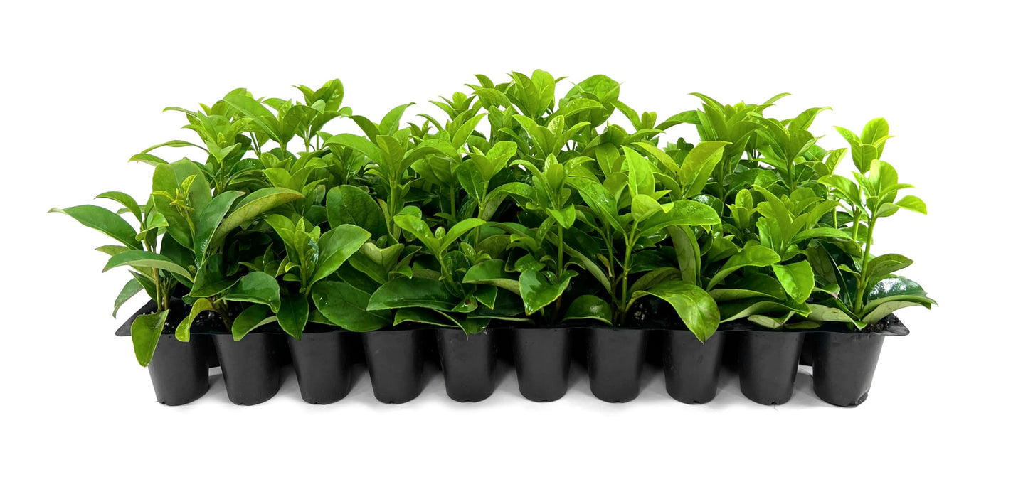 Viburnum Odoratissimum | 10 Live Plants | Viburnum odoratissimum | Fast Growing Privacy Hedge | Evergreen Screening Shrub