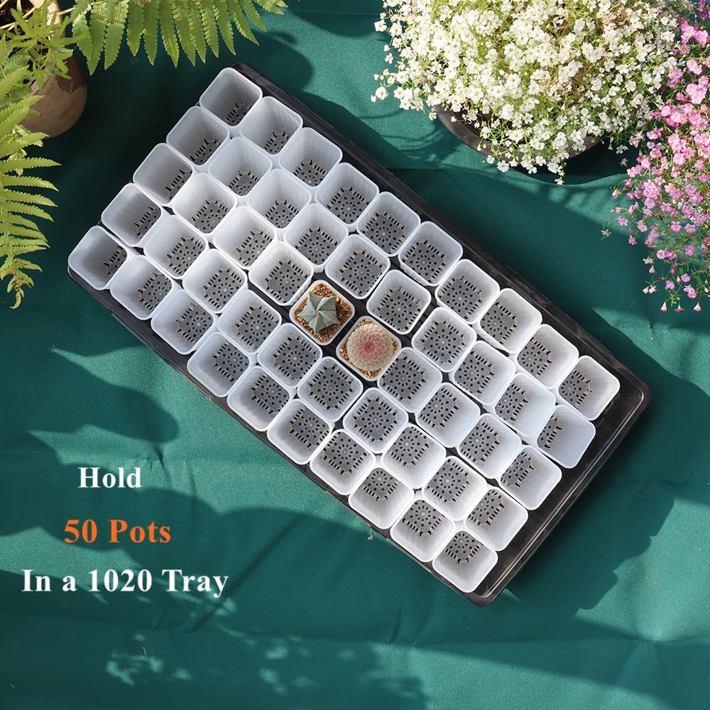 BangQiao 60 Pack 1.95 Inch Tiny Clear Plastic Square Nursery and Seedling Pot, Mini Deep Transplant Seed Starter Planter with Drain Hole for Germination, Herb, Succulent