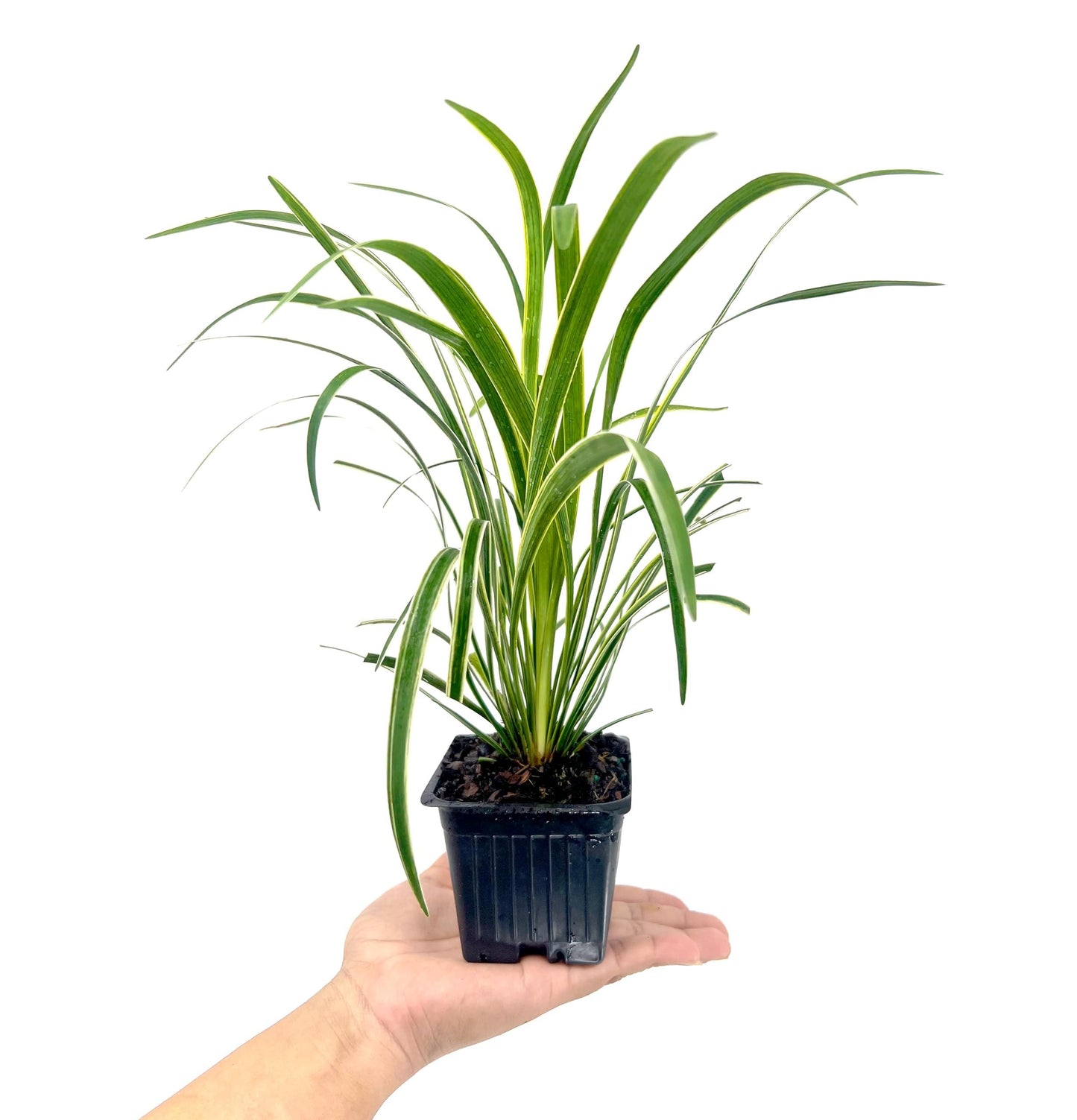 Variegated Liriope | 3 Live 4 Inch Pots | Liriope Muscari Variegata | Ornamental Ground Cover Plants | Evergreen Foliage