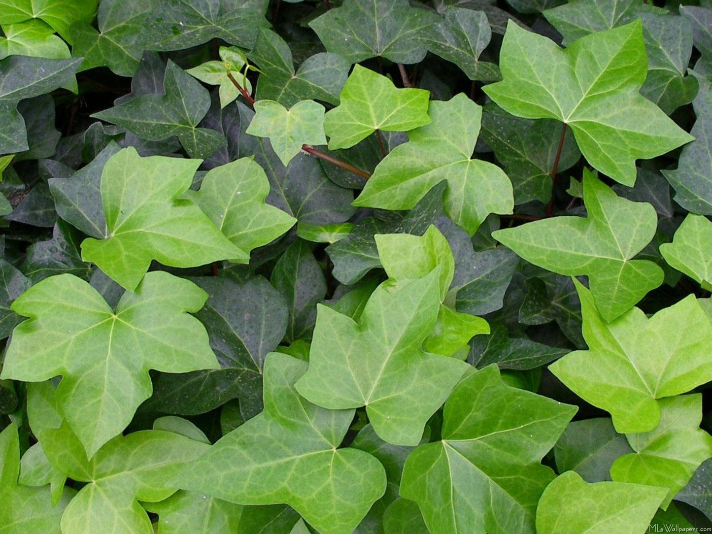 Green English Ivy - 5 Live Plants in 6 Inch Pots - Hedera Helix - Beautiful Easy Care Indoor Air Purifying Houseplant Vine