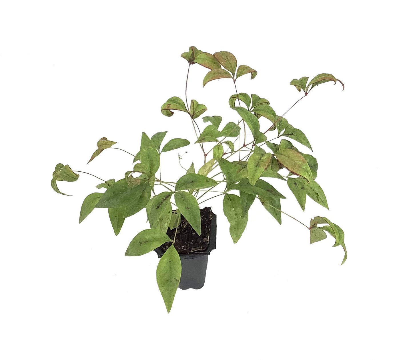 Firepower Heavenly Bamboo | 10 Live Plants | Nandina Domestica | Compact Ornamental Shrub, Year-Round Color, Low Maintenance, Bright Red Foliage, Outdoor Landscape, Garden Accent