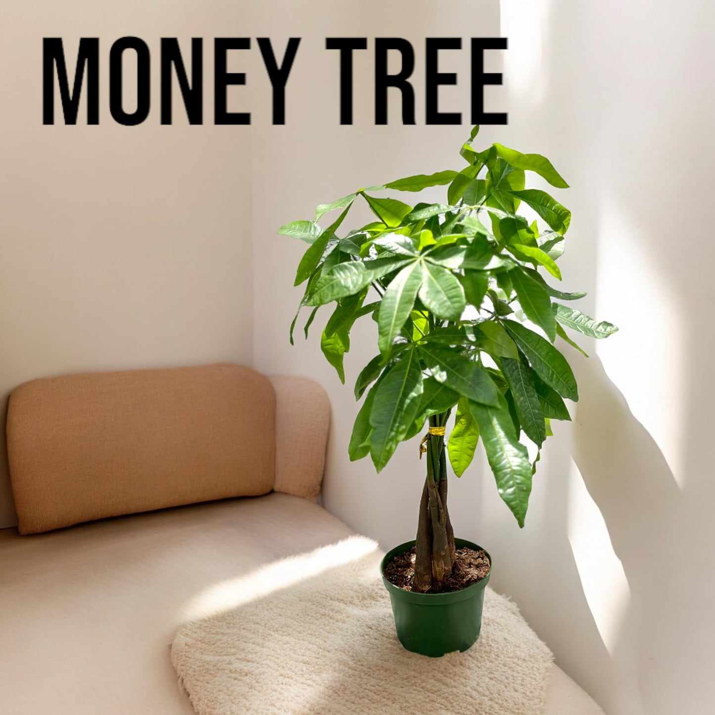 Live Money Tree Plant in 6 Inch Pot - Easy to Grow Air Purifying Live Plants Indoor Houseplants for Home Office Wedding Decorations & Birthday Gift (Heat Pack Included)
