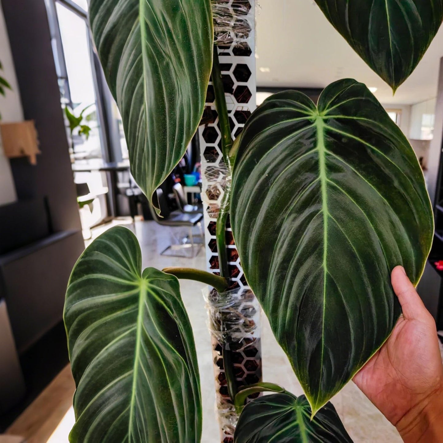 4 Pcs 17 Inch Plastic Moss Pole for Plants Monstera,Designed Specifically for Climbing Plants, Stackable Plant Support for Indoor Plants