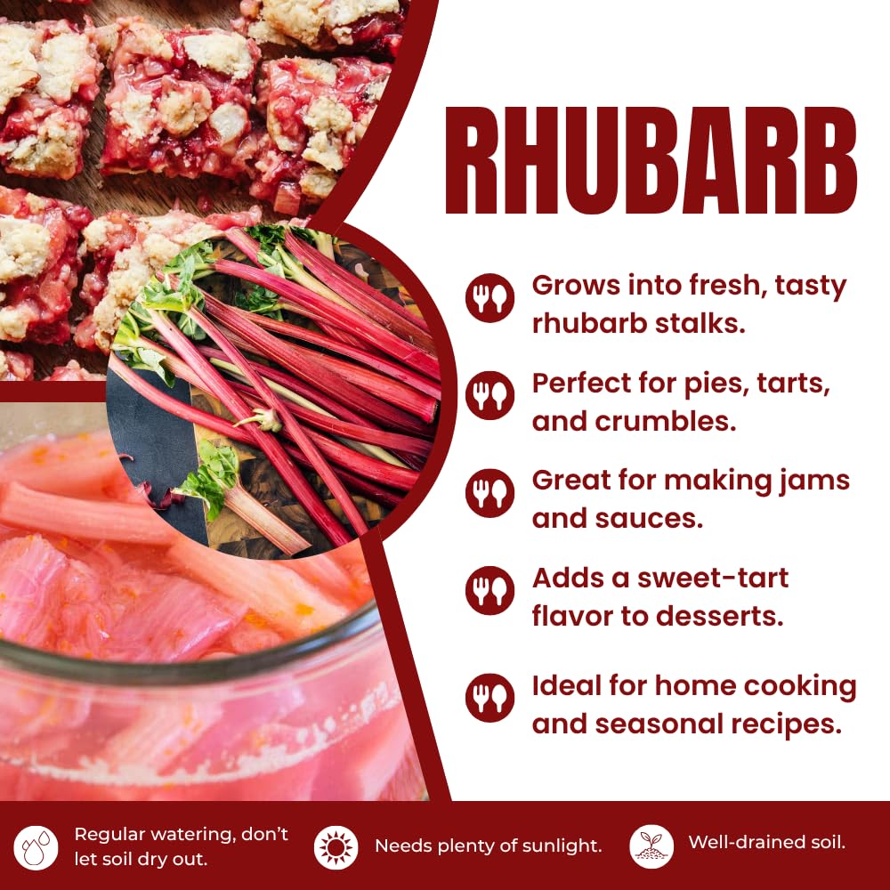 05 Rhubarb Roots for Planting, M Size Red Rhubarb Plants Crown Rhizomes Vegetable for Planting, Hardy Perennial Vegetables
