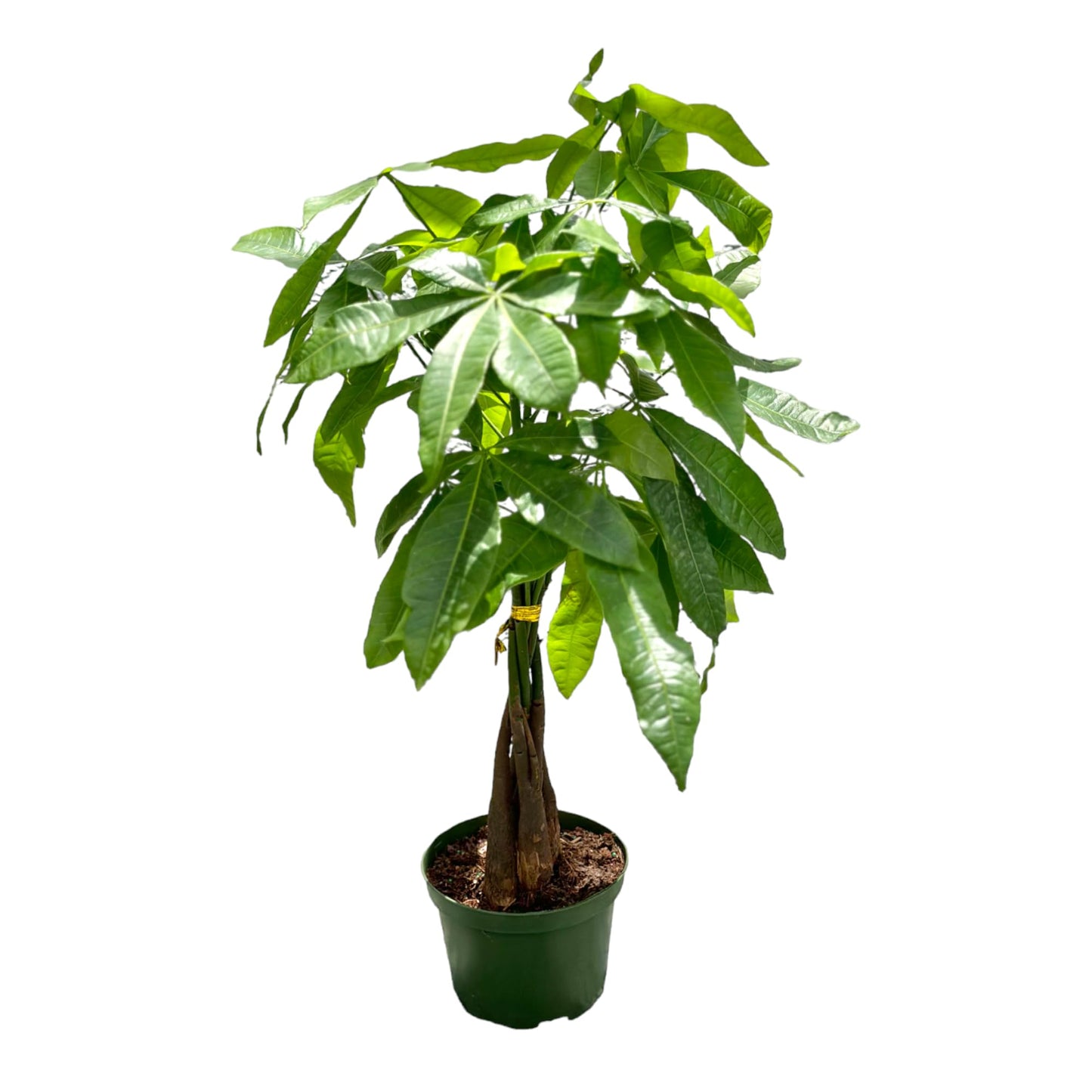 Live Money Tree Plant in 6 Inch Pot - Easy to Grow Air Purifying Live Plants Indoor Houseplants for Home Office Wedding Decorations & Birthday Gift (Heat Pack Included)