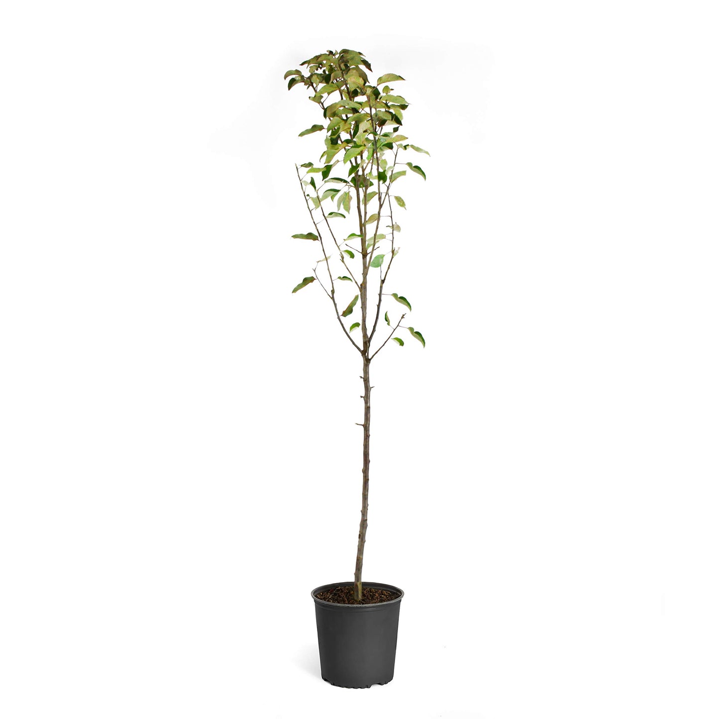 Brighter Blooms - Golden Delicious Apple Tree, 4-5 ft. - No Shipping to AK, AZ, CA, HI, ID, OR, WA