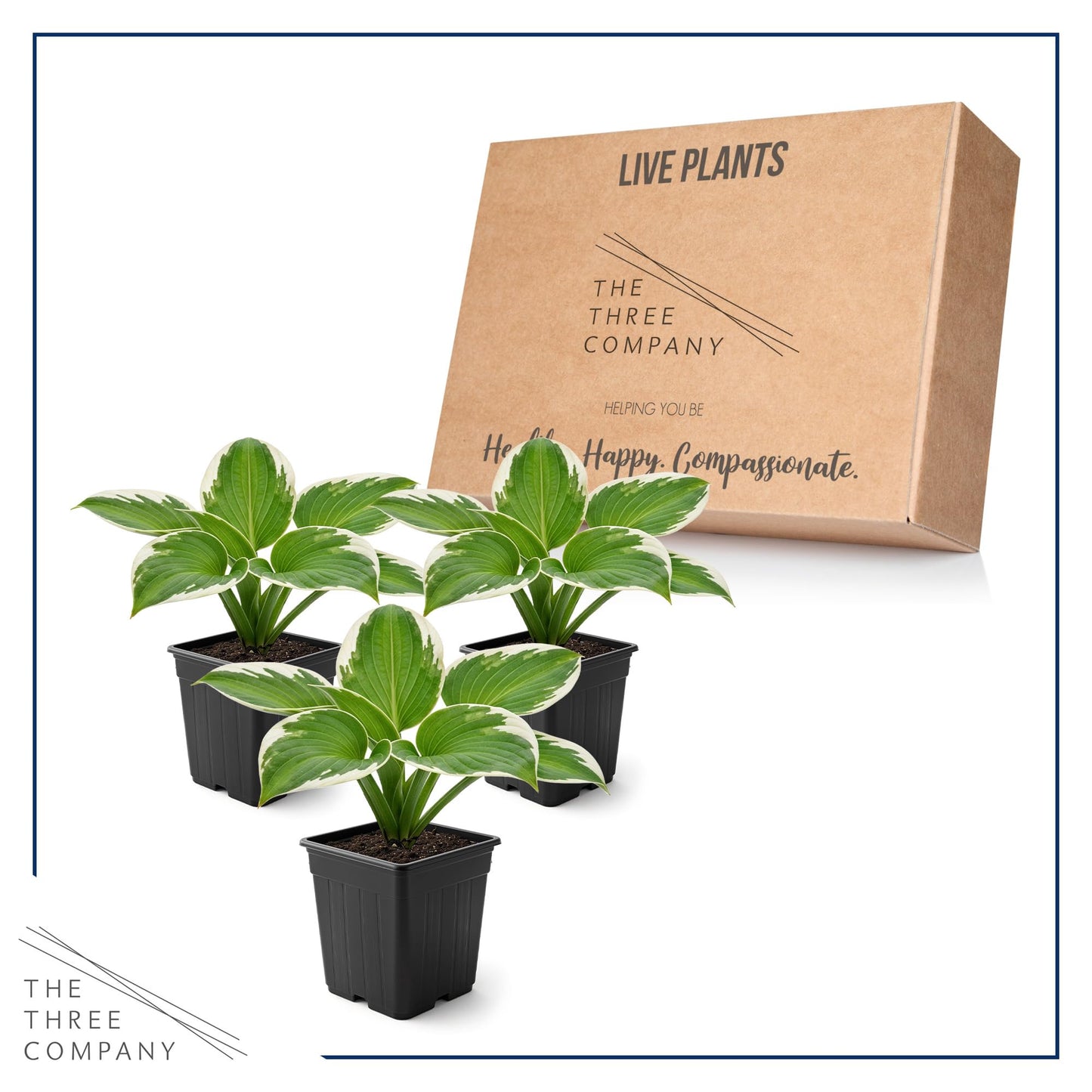 Live Perennial Hosta - Pilgrim (3 Plants Per Pack) Beautiful Accent Plant, 10" Tall by 4" Wide in 1 Qt Pot