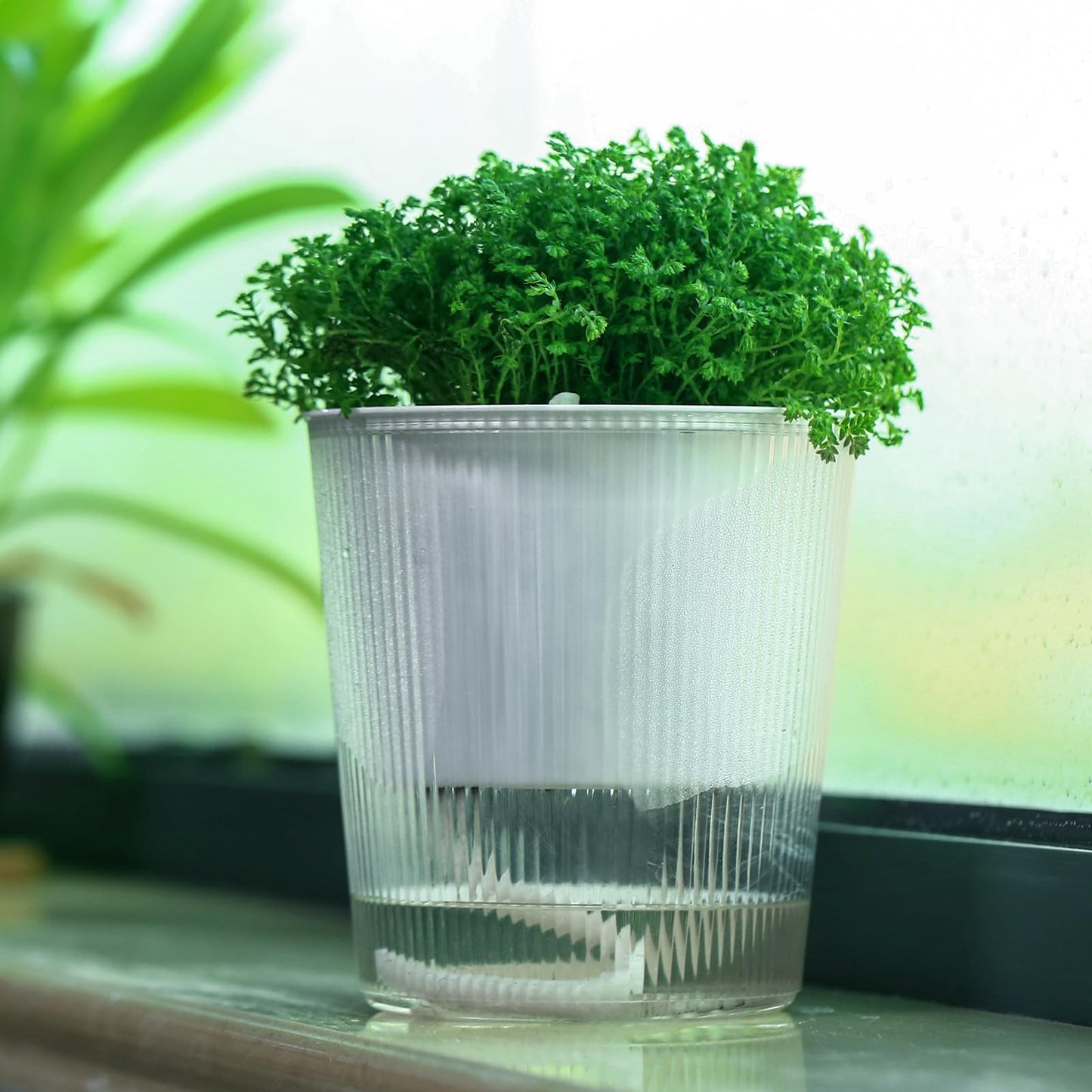 6-Pack 4.5 Inch Clear Self-Watering Planters and Pots for Indoor Plants Medium Orchid Plant Pots Plastic Wick Flower Pots, African Violet Pot Set, Home Decor Pot
