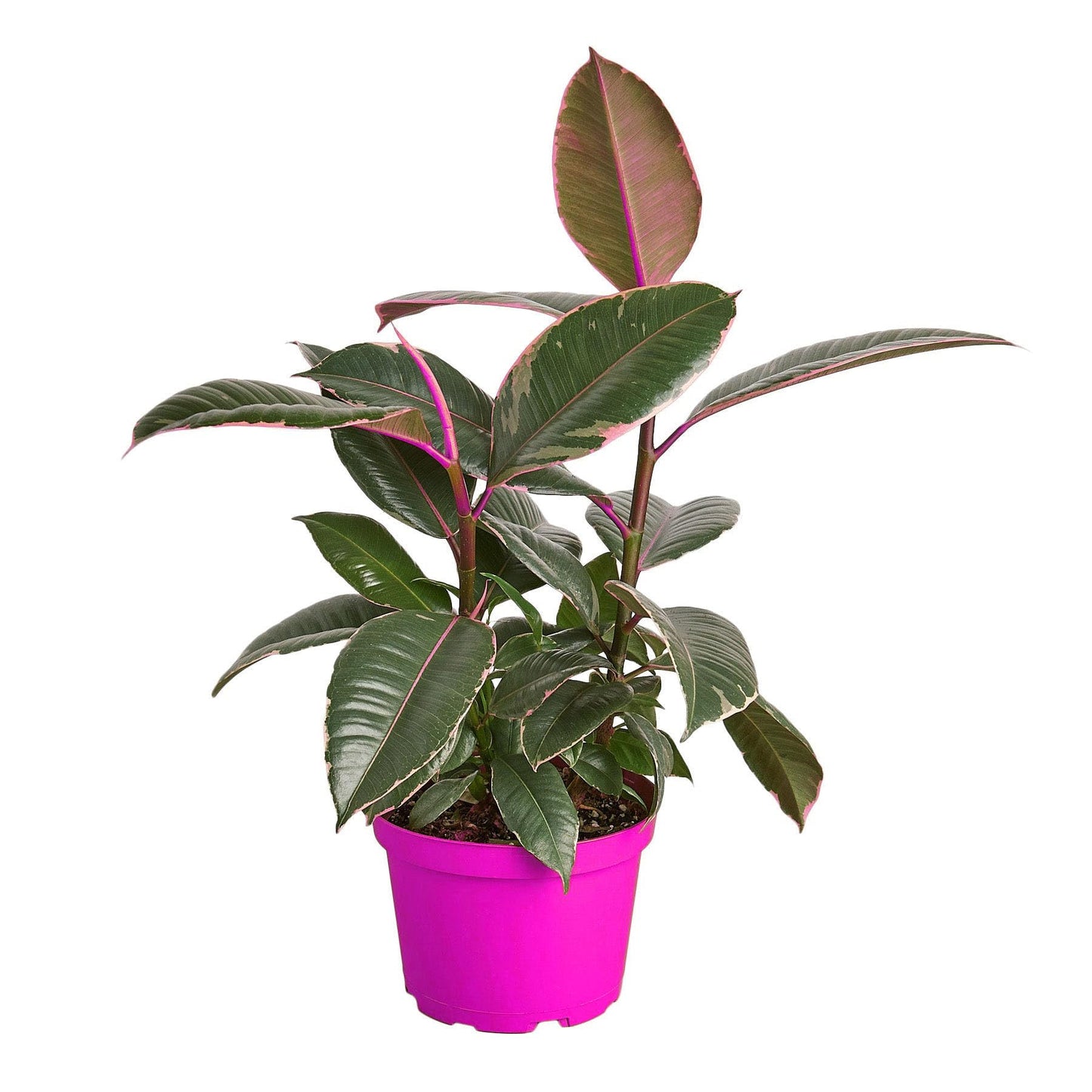 9 Pack Ficus Elastica 'Tineke' - 6" Pot in 6in Pot - Live Tropical Houseplant - Easy to Grow | Air Purifying | Variegated | USA Growers | The Snobby Leaf