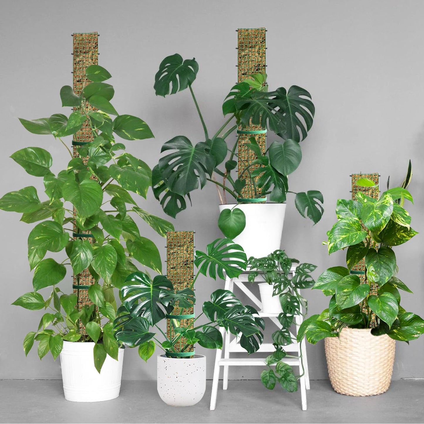 HOLANHING 60"/40"/24" Metal Moss Pole, D Shape Sphagnum Moss Pole, Moss Poles for Climbing Plants, Monstera, Indoor Climbing Plants (2 Each of 60" 40" 24")