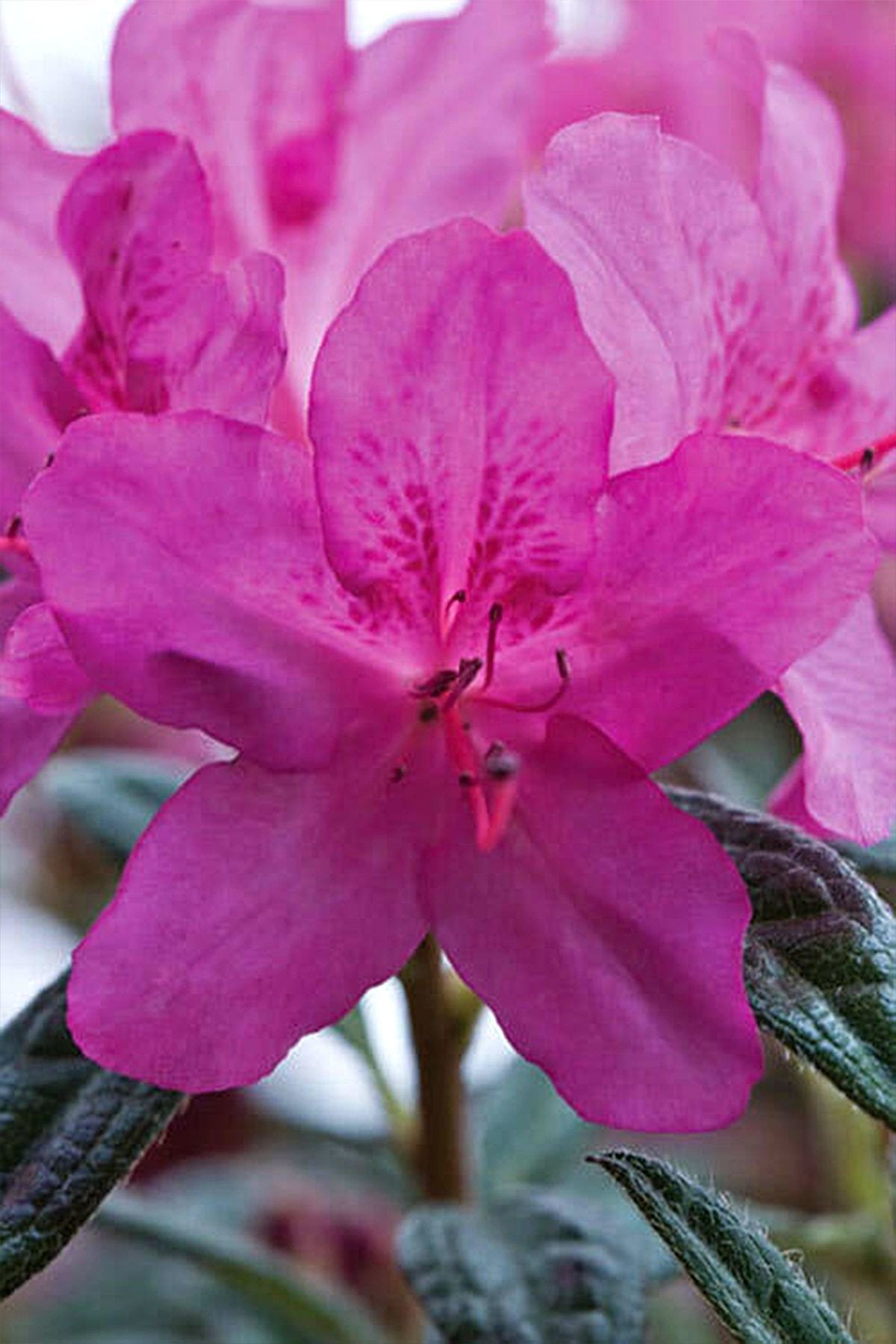 Azalea Encore Autumn Amethyst PP10567, 3 Gallon