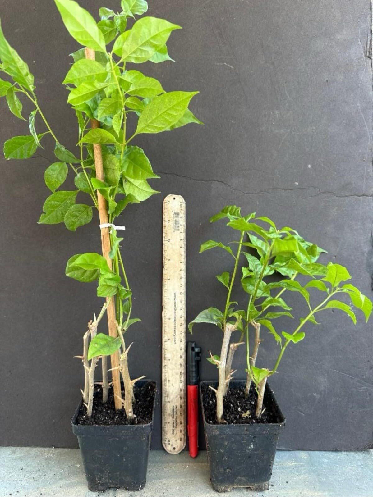 Live Plant - 4” Pot of Cherry Blossom Rooted Bougainvillea Plant-Height & Fullness Varies