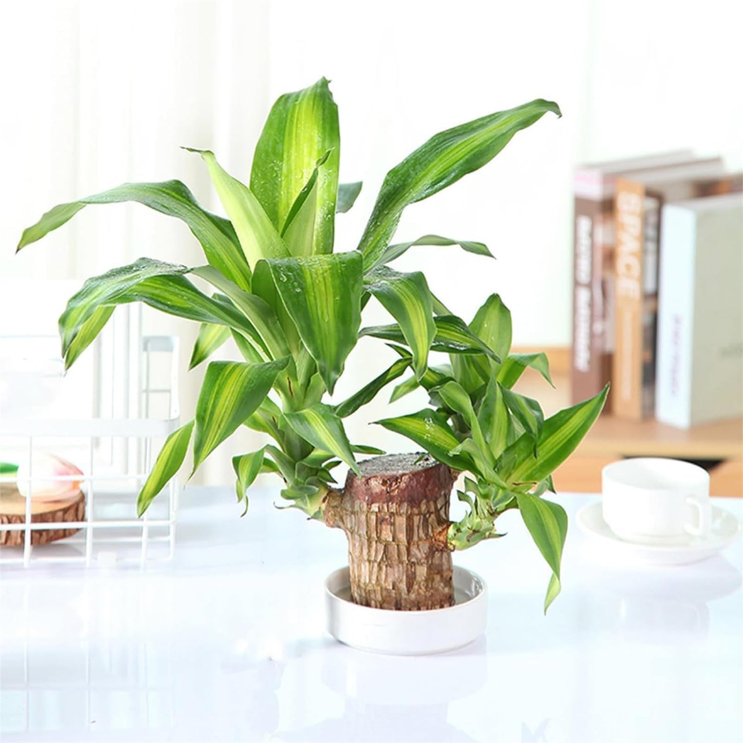 Brazilian Wood，Brazilian Lucky Wood Desk，Brazilian Wood Decor，2024 Newly Mini Brazilian Wood Home Decor (Tree Man)