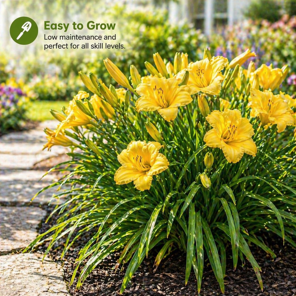 American Stella D’Oro Daylily Bare Roots – Perennial Hemerocallis for Spring Planting – Easy-to-Grow Outdoor Garden Flowers – Attracts Butterflies & Bees (9, Nine Bare Roots)