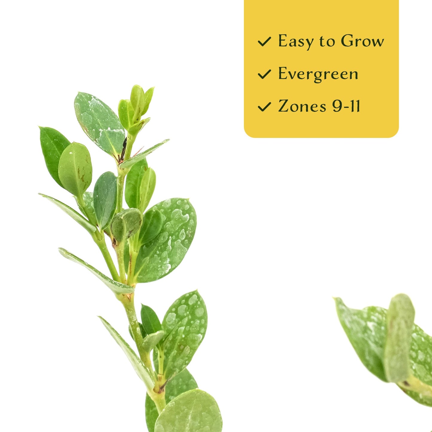 6 Green Carpet Natal Plum in 3.5" Nursery Cubes | Carissa ‘Green Carpet’ | Low-Growing Evergreen Groundcover for Landscapes, Slopes & Borders | Live Starter Plants