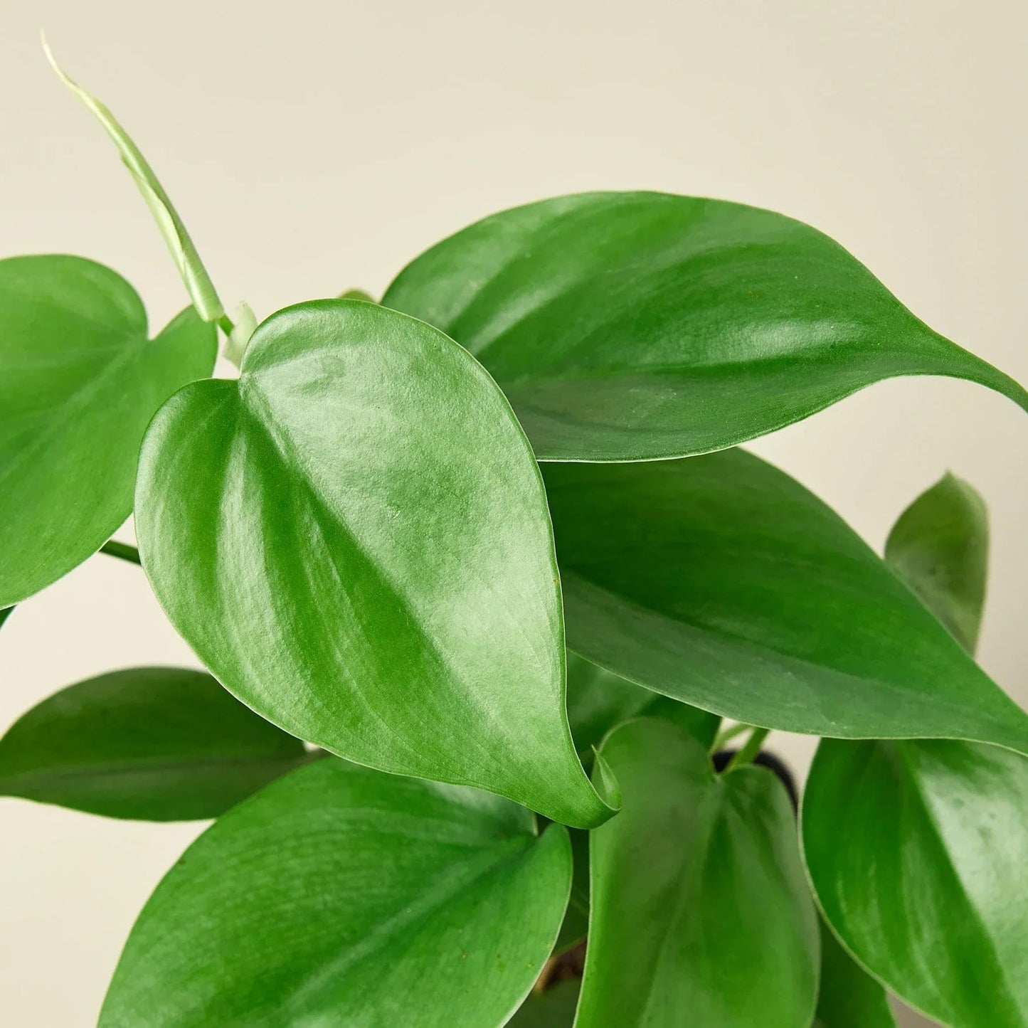Philodendron Cordatum Heartleaf | Live Plant for Indoor & Outdoor | for Living Room, Office, Bathroom | (4" Pot)