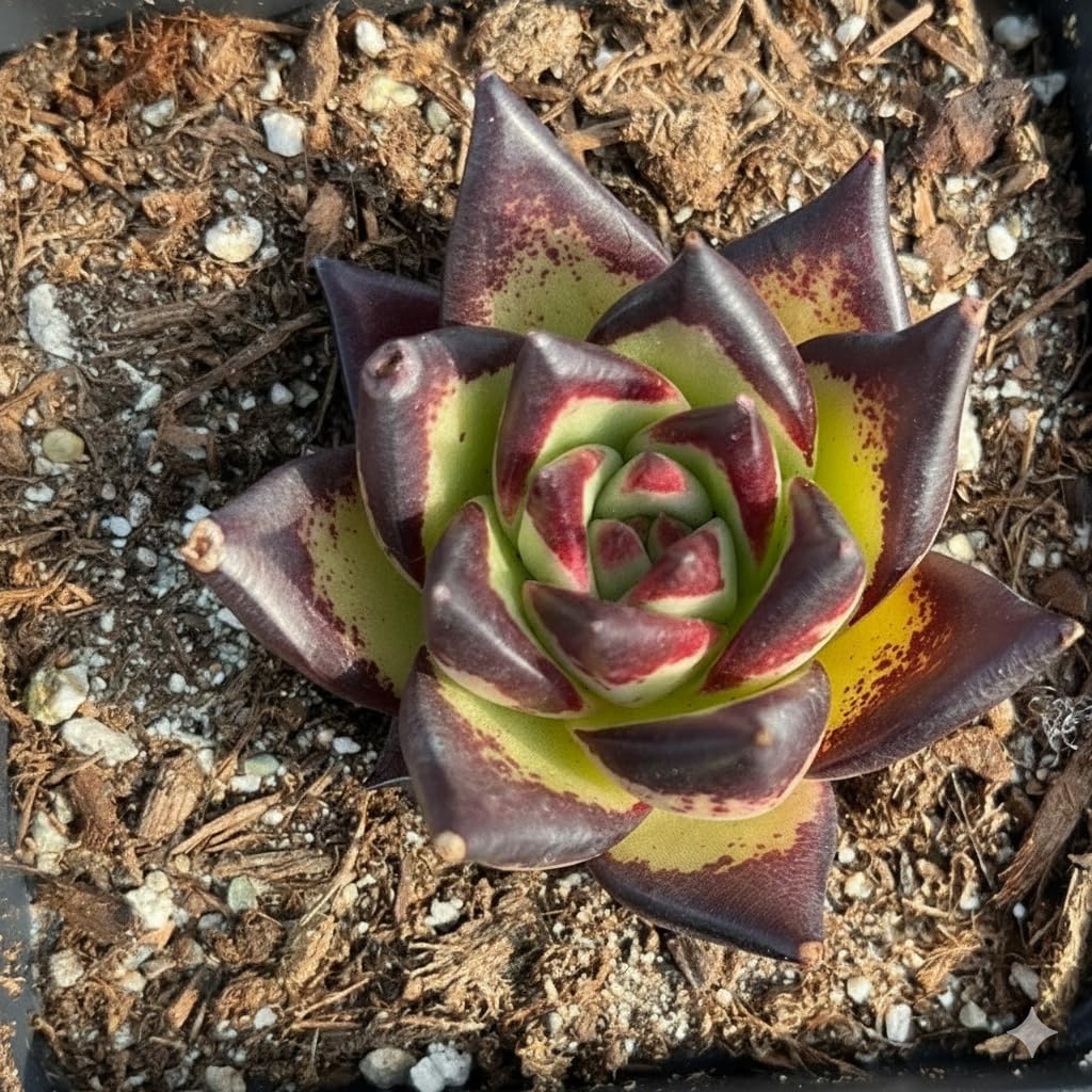 Echeveria Agavoides Ebony – Live Succulent – 2.5 Inch – Drought-Tolerant, Low Maintenance, Ideal for Indoor & Outdoor, Terrariums, Rock Gardens