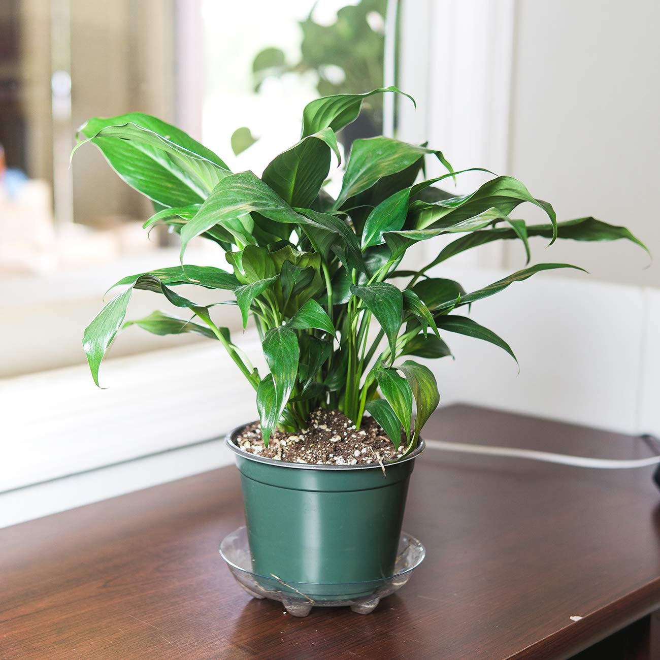 PERFECT PLANTS Peace Lily 6in in Midnight Blue Décor Pot | Spathiphyllum | 15in. Tall | Easy Care Houseplant | Perfect for Moderate to Bright Light Conditions | Air Purifying
