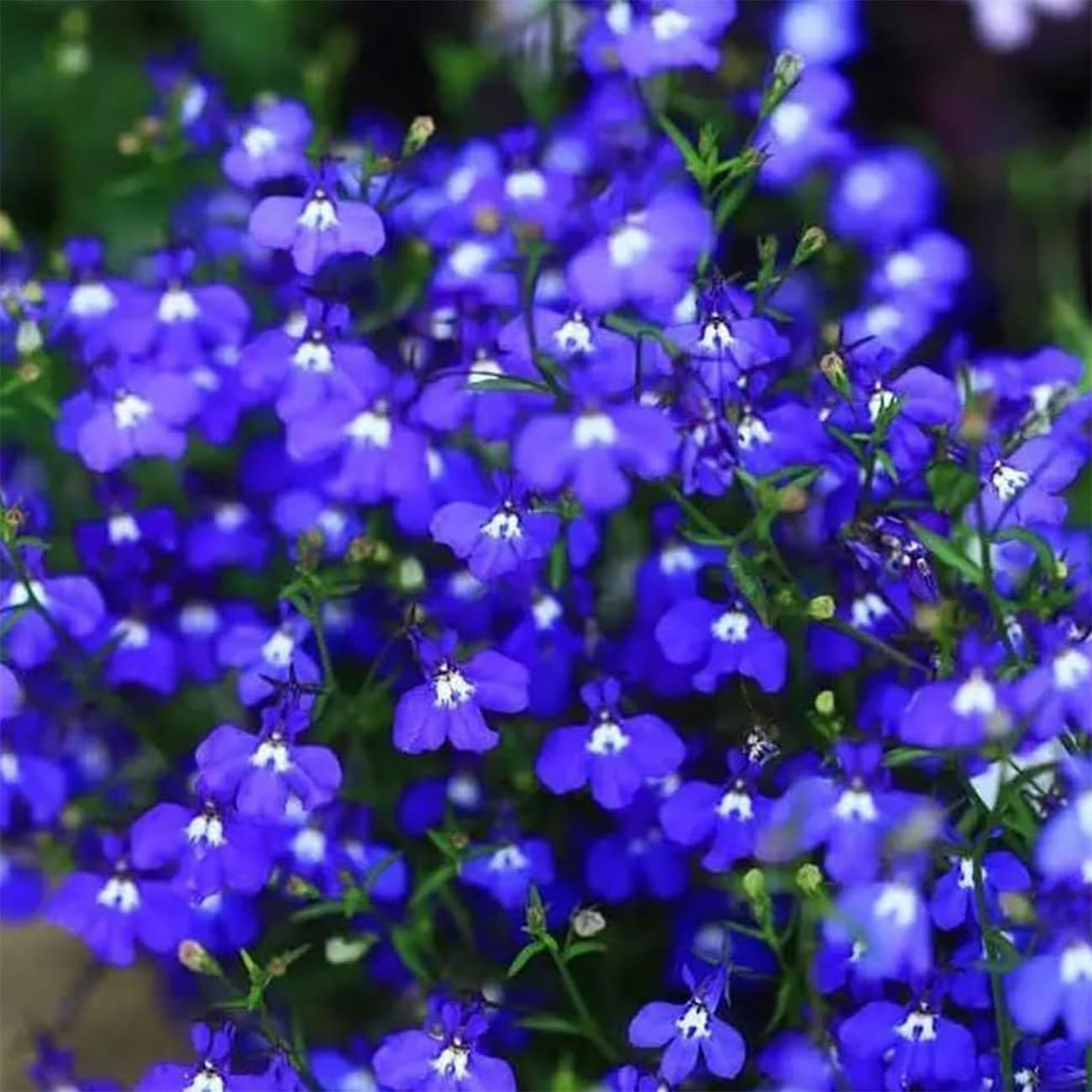 20000+ Magic Blue Creeping Thyme Seeds for Planting Ground Cover Plants Heirloom Flowers Perennial Thyme Non-GMO Thymus Serpyllum Seed (Pack of 2)