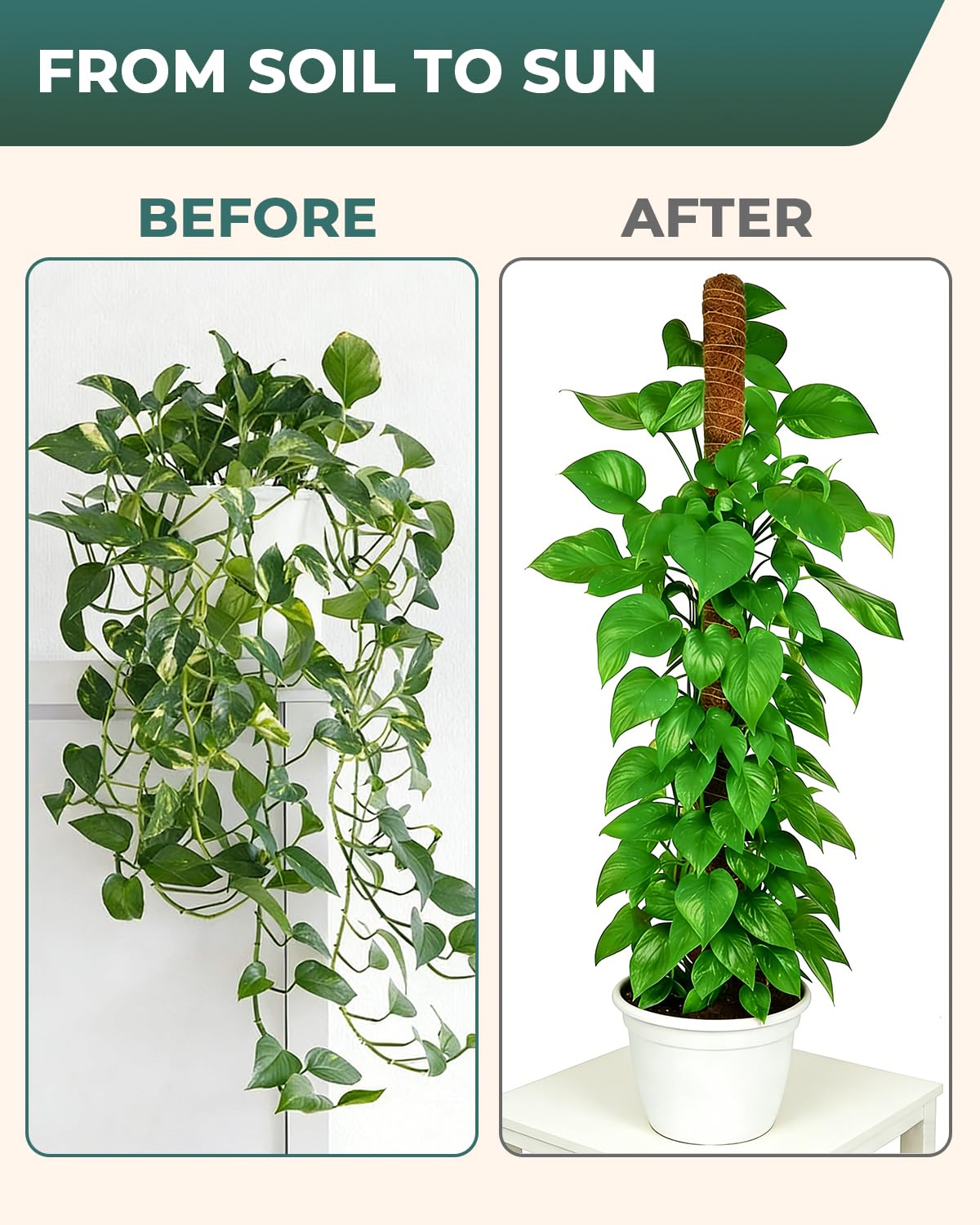 6 Pcs Moss Poles for Climbing Plants, 4 Pcs 39" & 2 Pcs 11" Tall Bendable Coco Coir Trellis Stakes - Indoor Plant Support for Monstera, Pothos- Handmade Moss Sticks for Potted Houseplants