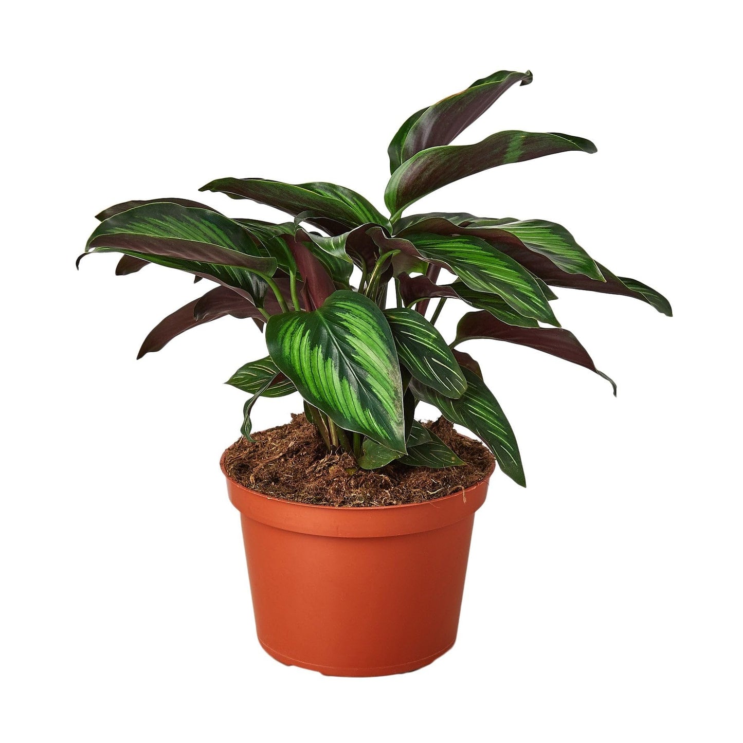6 Pack Calathea 'Beauty Star' in 4in Pot - Live Plants Tropical Houseplants | Variegated | USA Growers | The Snobby Leaf