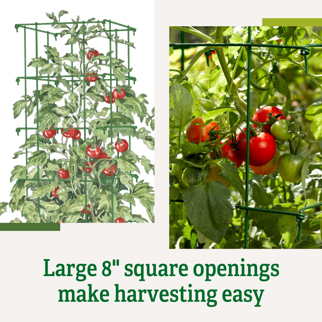Gardener’s Supply Company Lifetime Tomato Cages | Heavy Gauge Sturdy Garden Plant Supports for Vegetables and Other Climbing Plants | No Assembly Needed - Green (Set of 4)