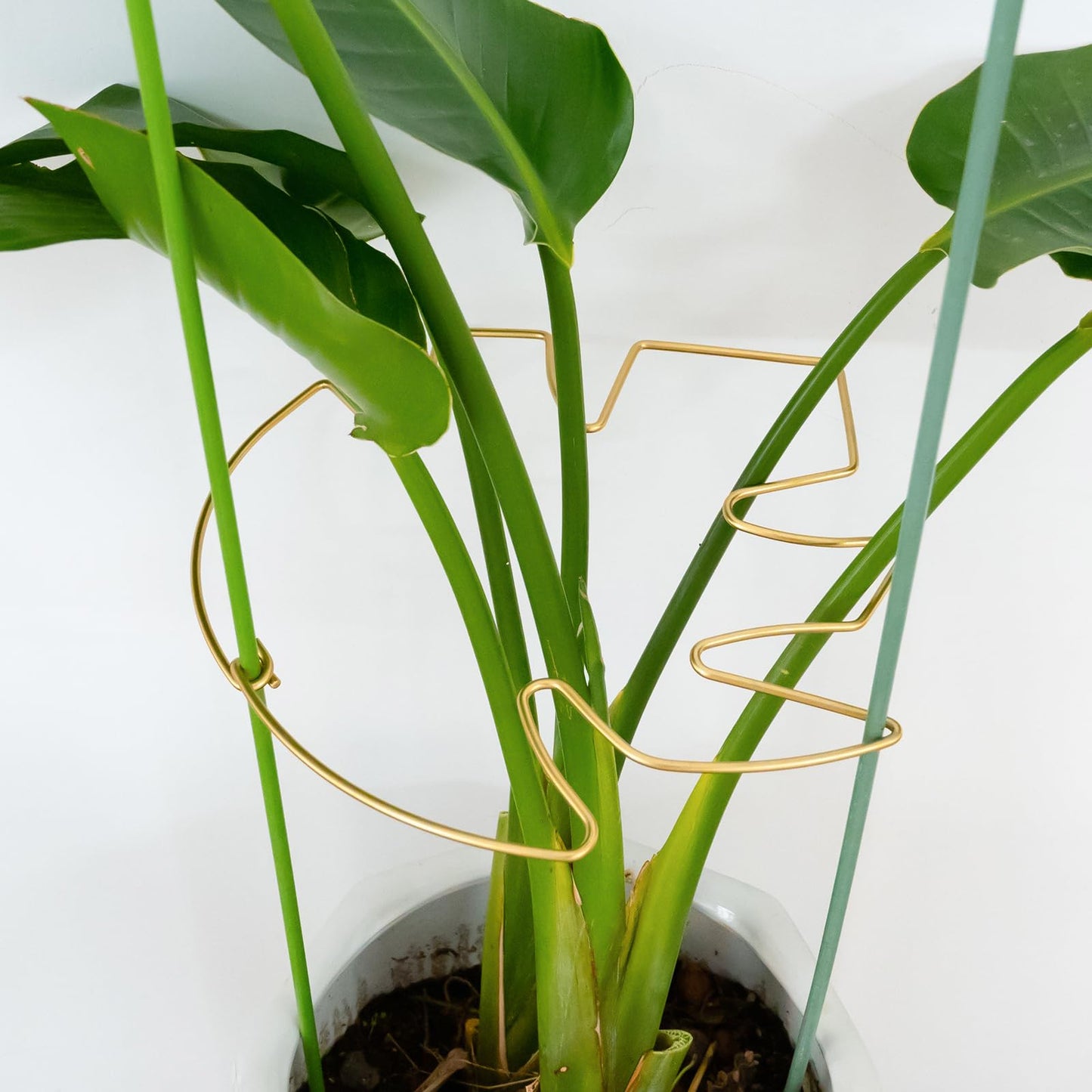 Goooxim 5PCS 11 * 9.4 Inch Monstera Plant Support Stem - Premium Adjustable Leaf Holder & Fishbone Cactus Stake, Durable Gardening Tool for Climbing Plants, Easy Installation & Enhanced Stability