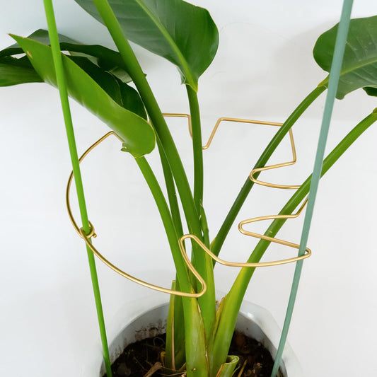 Goooxim 5PCS 11 * 9.4 Inch Monstera Plant Support Stem - Premium Adjustable Leaf Holder & Fishbone Cactus Stake, Durable Gardening Tool for Climbing Plants, Easy Installation & Enhanced Stability