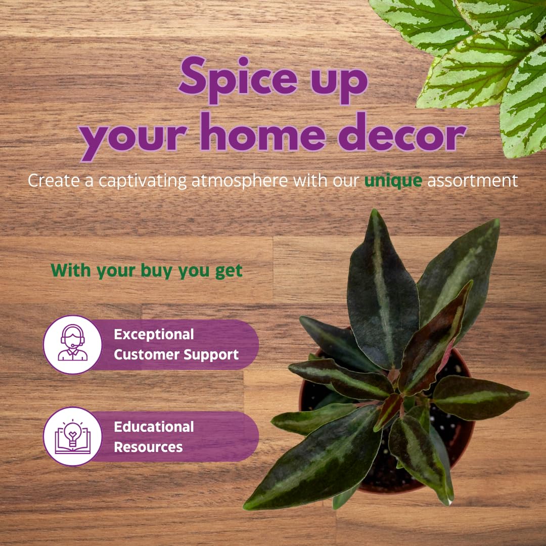 Harmony Foliage Rare Peperomia Premium Assortment Set of 3 in 2 inch pots