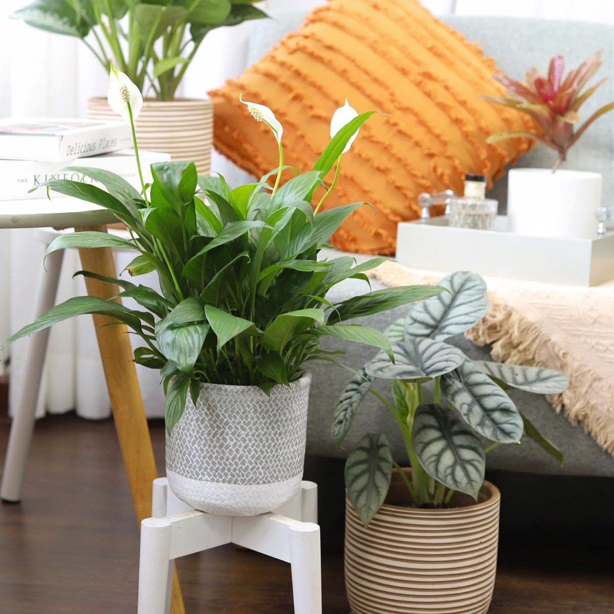Spathiphyllum Green Peace Lily (4 inch) - Lucky Houseplants - 4/6 inch Unique Live Decorative Houseplants - Easy to Care Indoor Plants, Perfect for Office, Home & Feng Shui Decor
