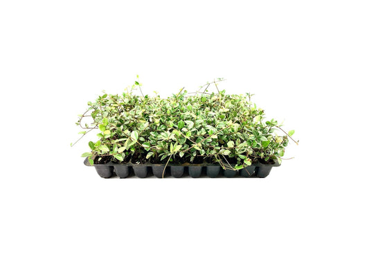 Variegated Asiatic Jasmine Minima | 30 Live Plants | Easy-Grow Ground Cover | Lush, Trailing Green and White Foliage | Perfect for Gardens and Landscape Borders | Hardy Evergreen Plant