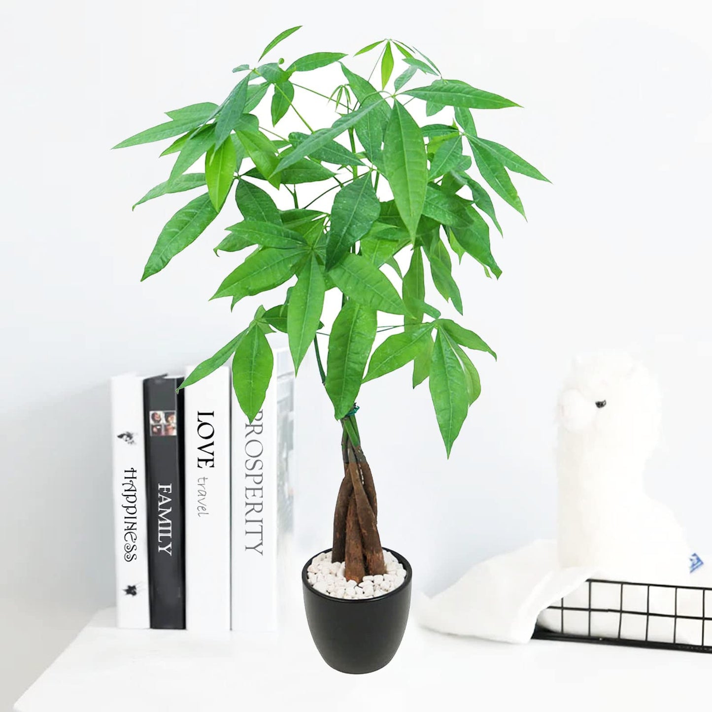 Athena's Garden Money Tree Plant Indoor Live Plant Pachira Money Tree with Ceramic Planter 18 Inches Tall, Black Pot - White Rocks, Medium