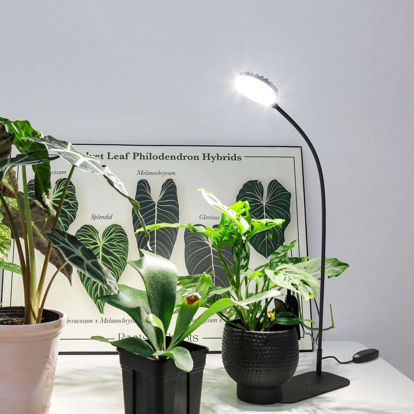 SGLEDs Desktop Plant Grow Light,12w Growing Lamps High Ppfd,Full Spectrum Desk Growth Light with Automatic Timer,4 Dimmable Levels（Black）