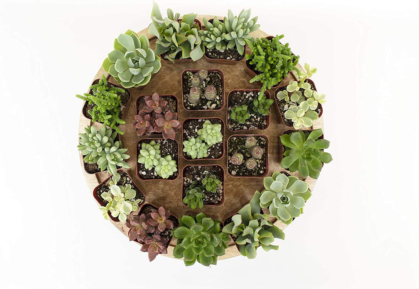 Plants R Us | 20 Pack Succulents in 2" Grow Pots - Indoor/Outdoor Live Plants and Decor - Hardy & Easy Care, 20 Pack