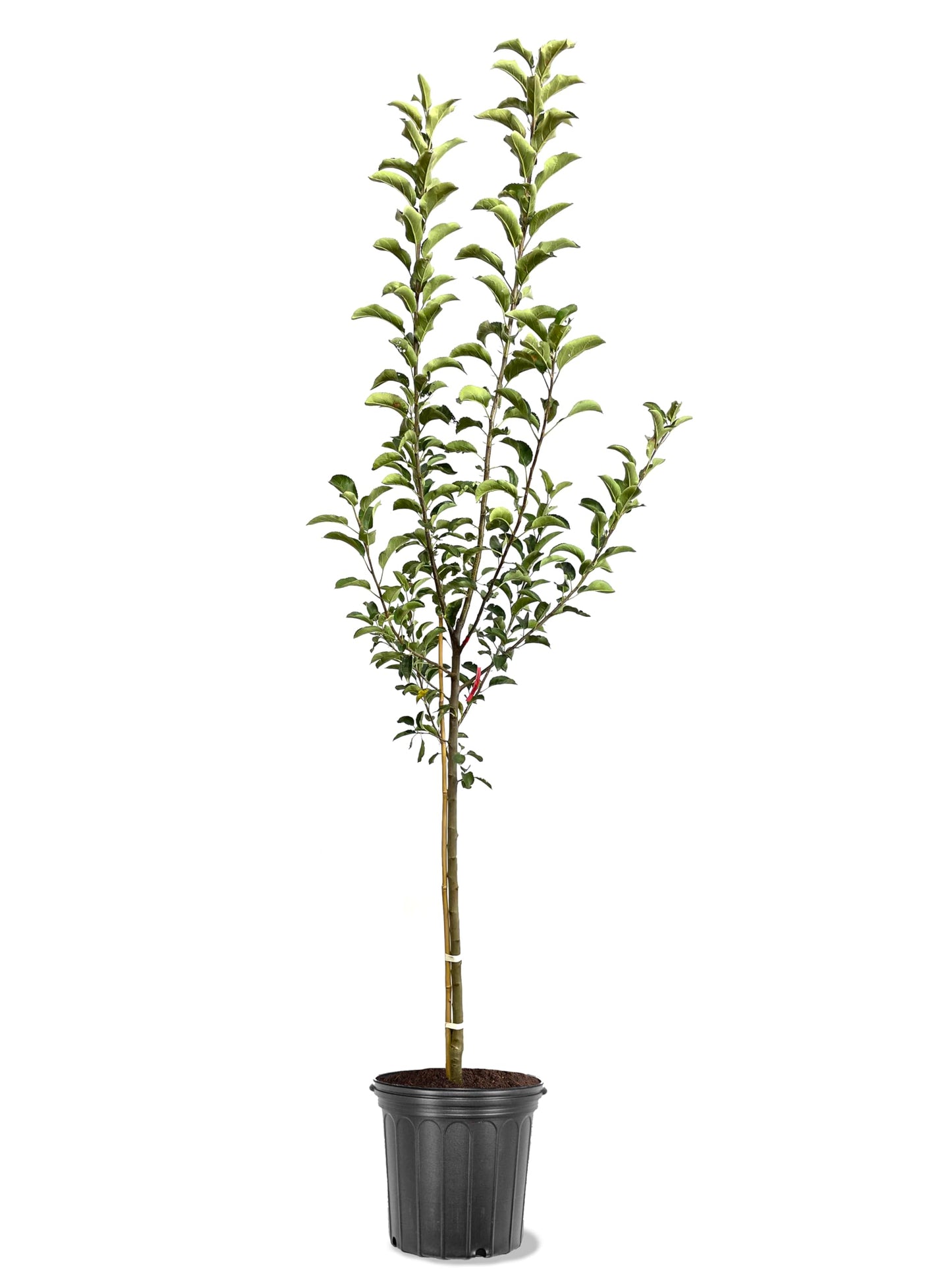 American Plant Exchange Apple Tree 'Semi Dwarf Fuji' – Live Fruit-Bearing Plant, 5-Gallon Pot, Cold-Hardy, Sweet Crisp Red Harvest for Orchards, Backyard Gardens & Edible Landscapes