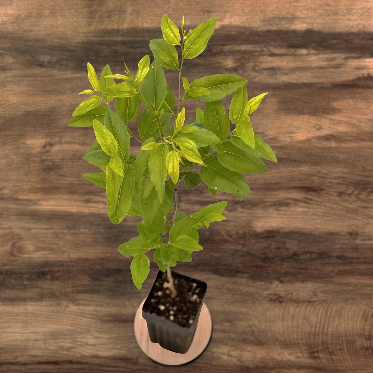 Jujube GA-866-1 Plant - Edible Fruit Tree