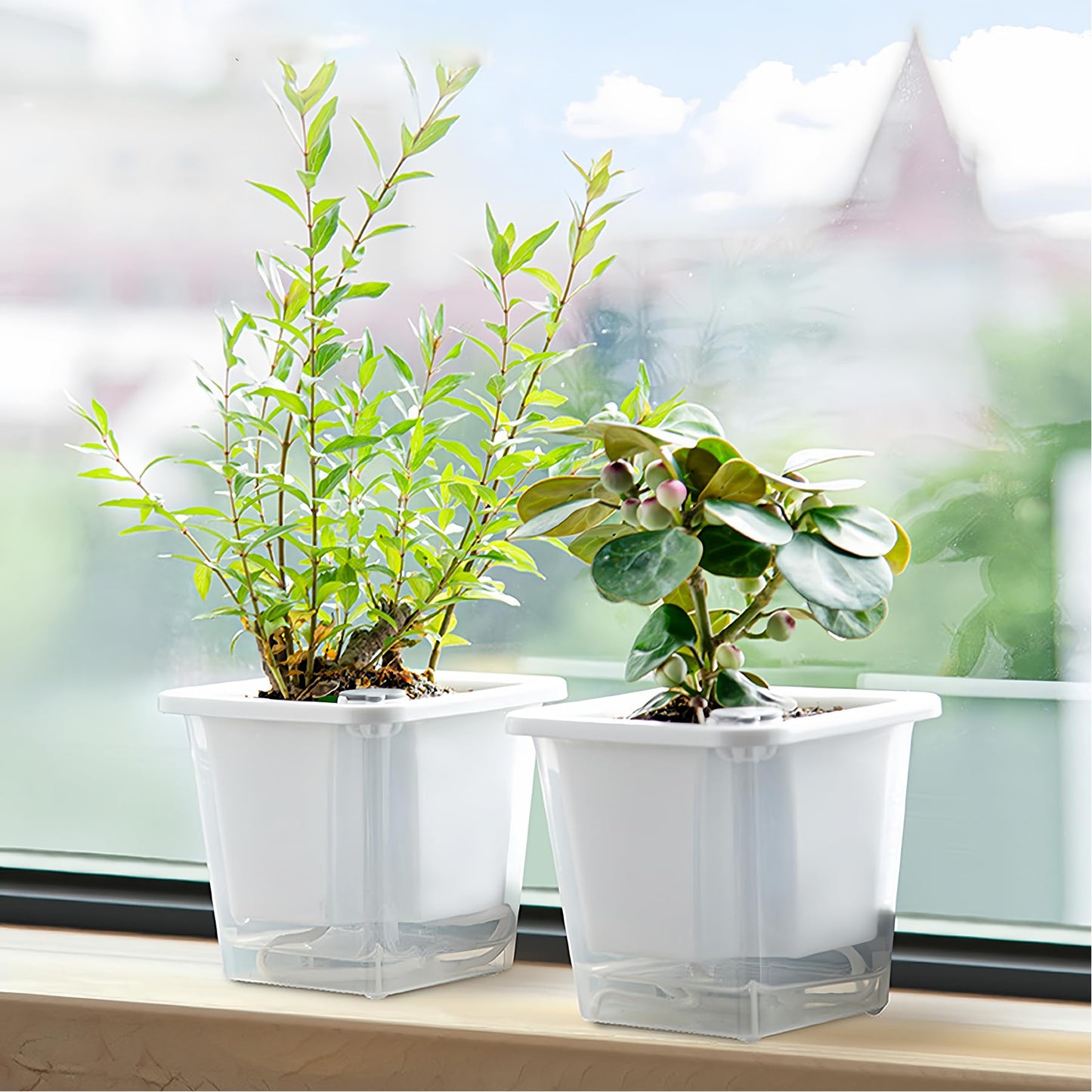 FAMZ Self Watering Pots for Indoor Plants 3 Pack，Clear Plant Pots with Drainage for African Violet、 Orchid、Succulent Plants Square Plant Pots（White 5.12"）