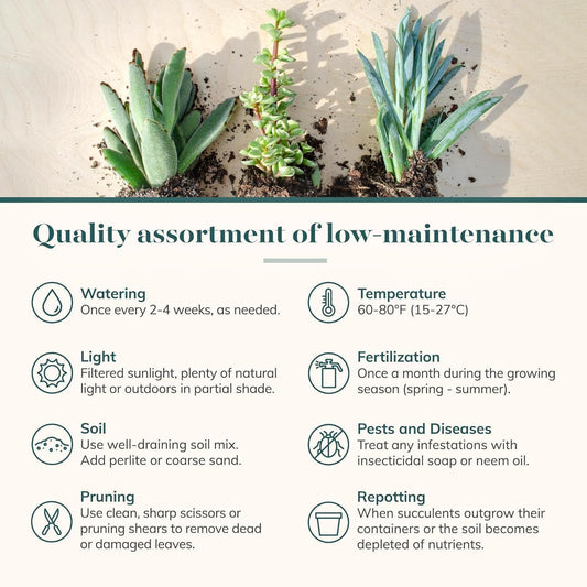 Shop Succulents Everything Mini Succulent Plant Pack – Live Mini Succulent Plants, Assorted Colorful Mix, Easy Care Houseplants – Gardening, Terrariums, Gifts & Party Favors, 2" Pots