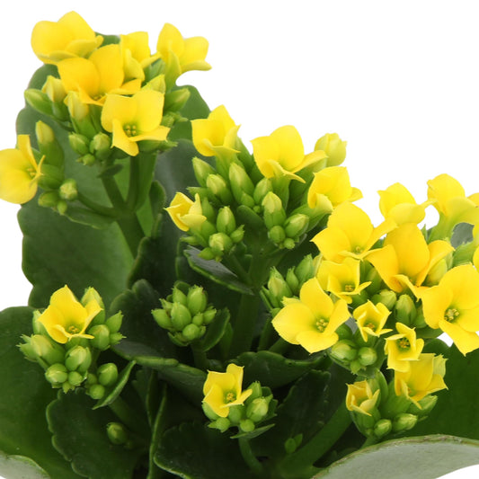 Florist Kalanchoe Live Succulent Plants (3 Pack), Flowering Flaming Katy Succulents, Easy Plant Care, Approx. 7 in. Tall, Drought-Tolerant Indoor Houseplants in 3.5 in Pots