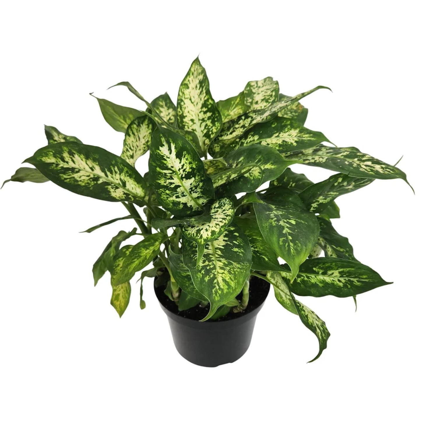 Dieffenbachia 'Dumb Cane' Live Indoor Houseplant, Variegated Green and White Tropical Foliage (Big Ceramic)