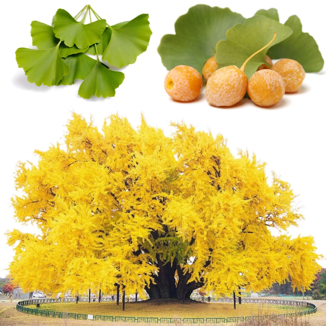 1 Year Old Ginkgo Tree Live Plant for Outdoor Growing, 6-8 Inches in Tall in 4" Pot