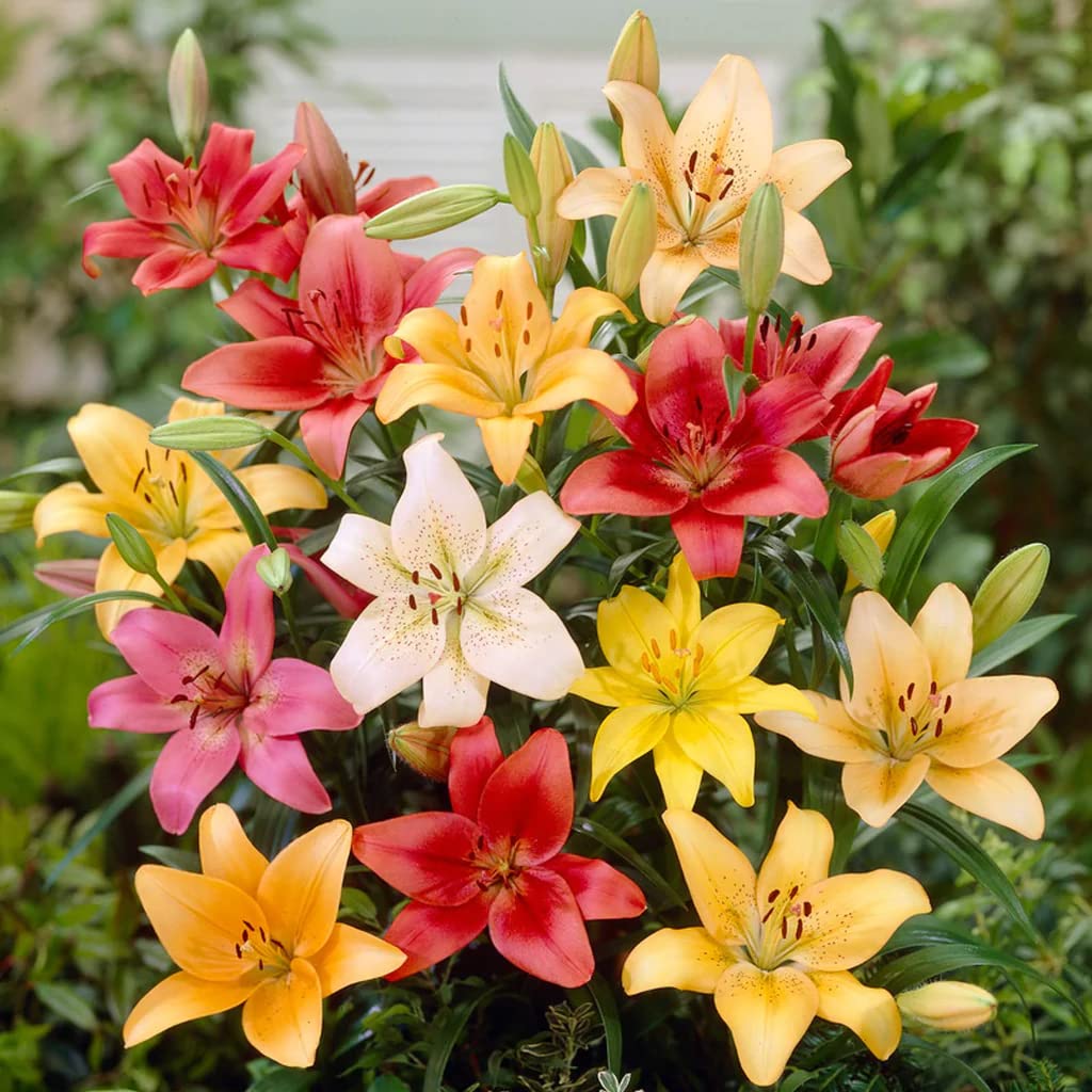 Asiatic Lily Mix -10 Perennial Flower Bulbs