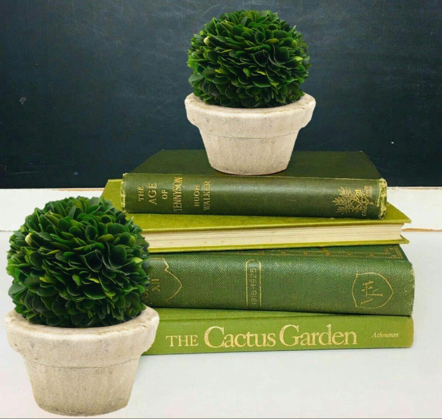 Serene Spaces Living Set of 12 Preserved Boxwood Ball with Small Pot – Boxwood in Planters, Preserved Plant for Boxwood Table Decor, Boxwood Centerpiece, Measures 5.5" Tall & 4" Diameter