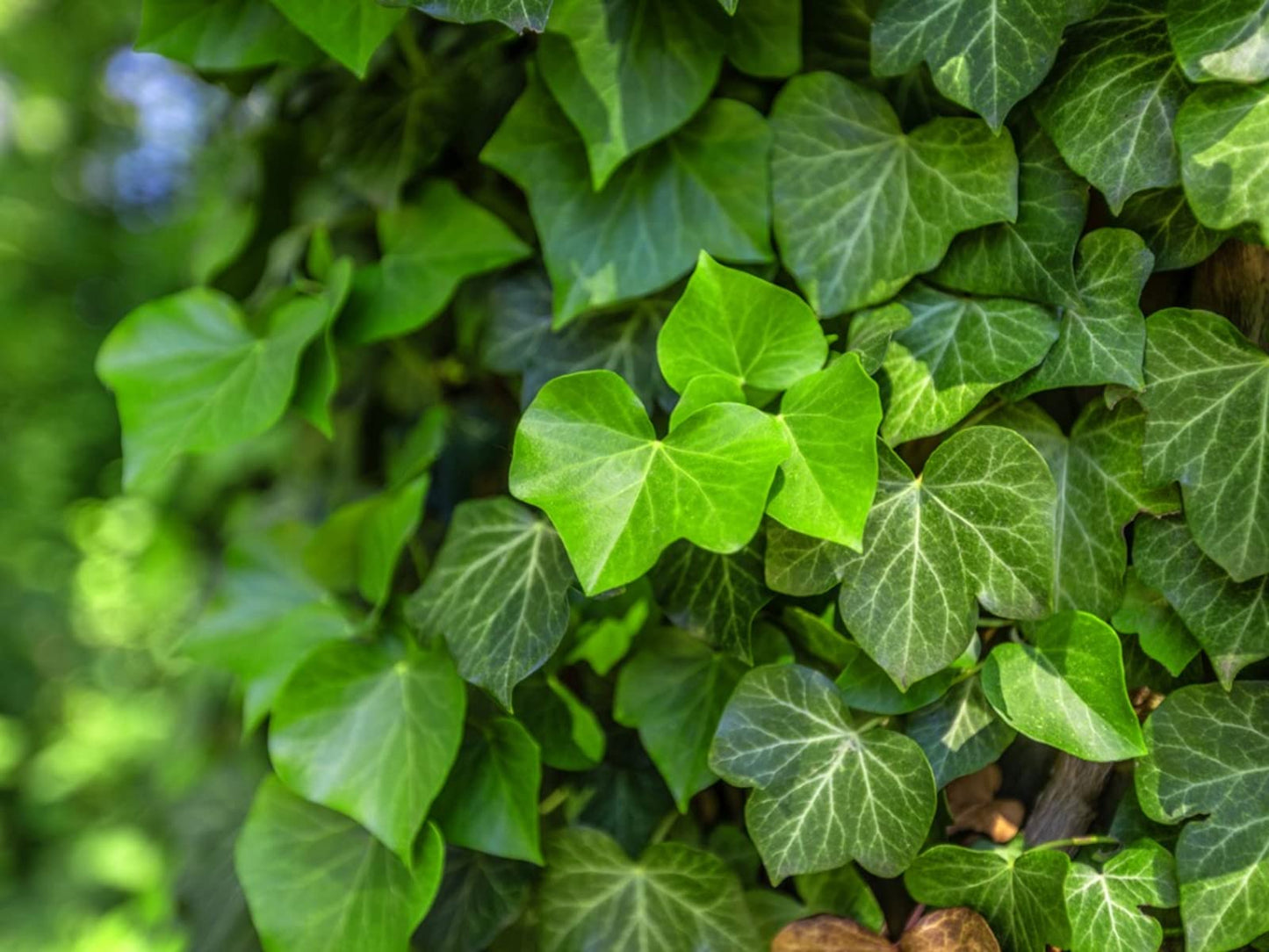 English Ivy Globe - 5 Live Plants in 4 Inch Pots - Hedera Helix - Florist Quality - Beautiful Easy Care Indoor Air Purifying Topiary Houseplant Vine